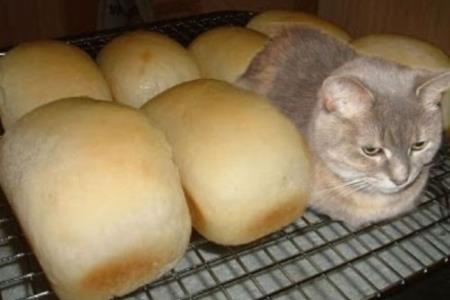 Mislite, da to delajo nalašč?